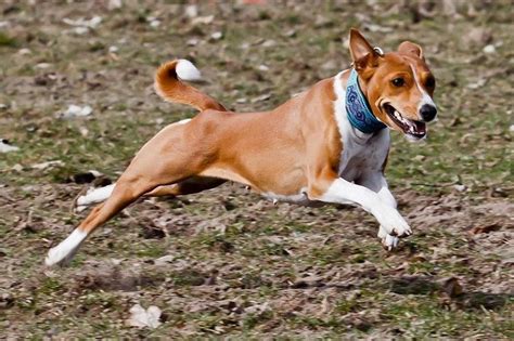 Shipped worldwide with 10 year we will then search our database for basenji breeders and their litters and propose several puppies that we feel suit you and your. Basenji price range. Basenji puppies for sale cost? Best ...