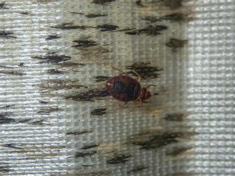 Common Bed Bug Signs In Your Alabama Home Bed Bug Control