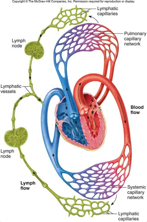 Image Result For Lymphatic System And Circulatory Diagram Lymphatic
