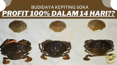 Budidaya Kepiting SOKA Profit 100 Dalam 14 Hari Hanya Dilahan Sempit