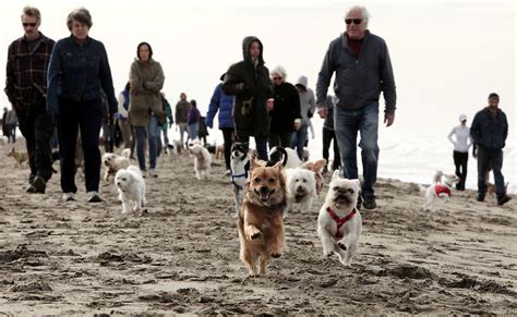 Can You Bring Dogs To Ocean Beach Sf?