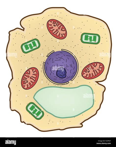 Vector Illustration De La Structure Cellulaire Des Plantes Lanatomie