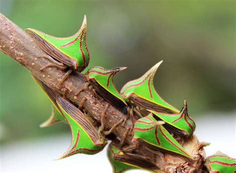 These Insects Look Like Thorns Pics