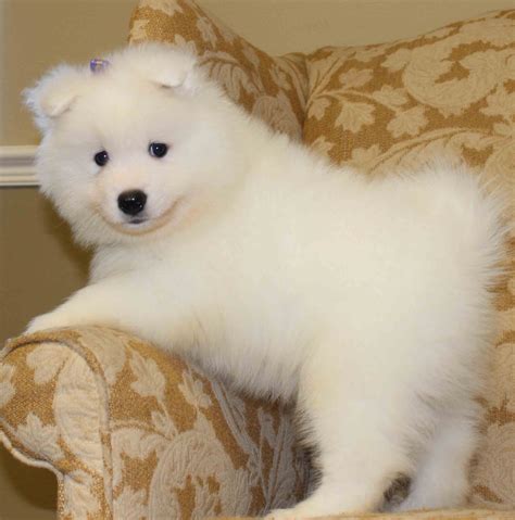 Find samoyed puppy in dogs & puppies for rehoming | find dogs and puppies locally for sale or adoption in canada : Samoyed Puppies - Puppy Dog Gallery