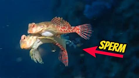 Weird Fish Mating Strategies Blenny Fish Tube Fish Mating Youtube