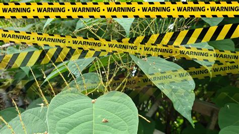 🏡 Is Japanese Knotweed Poisonous