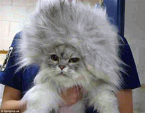 Owners Share Photos Of Their Cats Elaborate Hair Styles