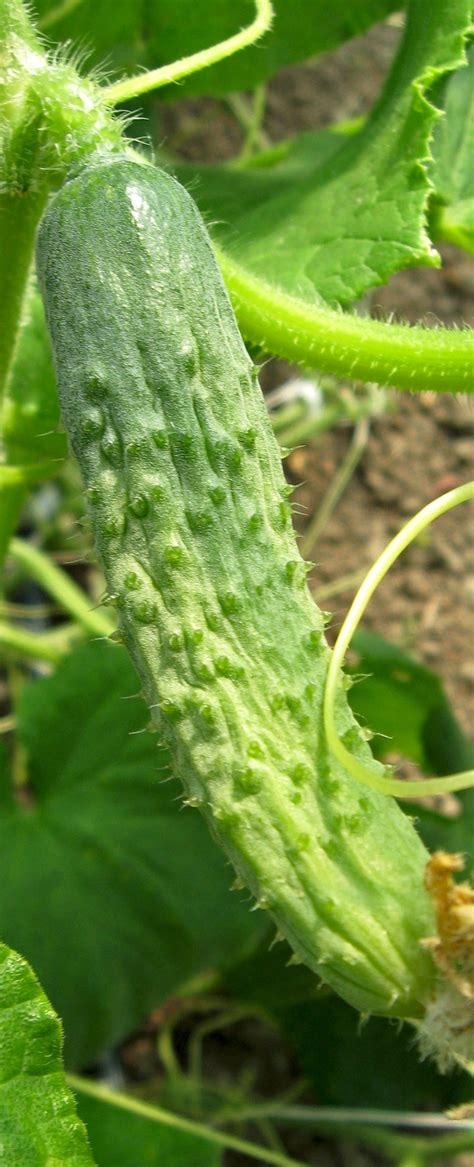 Cooking With Herbs And Spices Growing Cucumbers Growing Herbs Plants