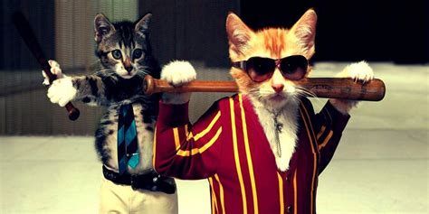 Funny Cats Wallpaper Kolpaper Awesome Free Hd Wallpapers