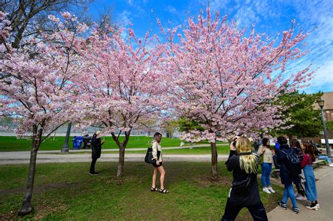 5 Places To Find Cherry Blossoms In Toronto Beyond High Park