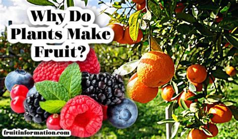 Why Do Plants Make Fruit A Fruit Scientist Weighs In