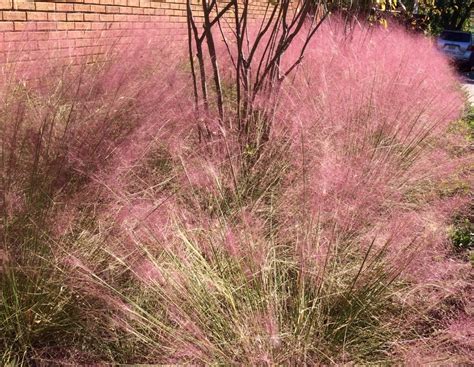 Ornamental Grasses Easy Beautiful — And Invasive Piedmont Master