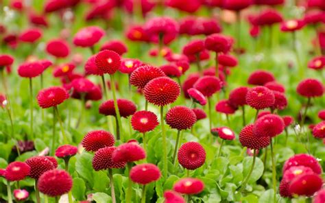 Flowers Red Summer Hd Flowers 4k Wallpapers Images