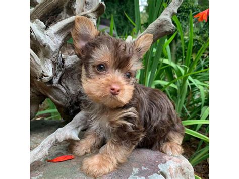 4 Adorable Yorkie Puppies Up For Sale Atlanta Puppies For Sale Near Me