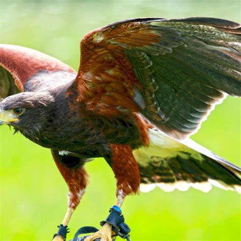 Birds Of Prey Centre Wilstead All You Need To Know Before You Go