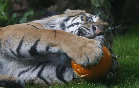 9 Friendly Neighbourhood Zoo Animals Celebrating Halloween The Globe