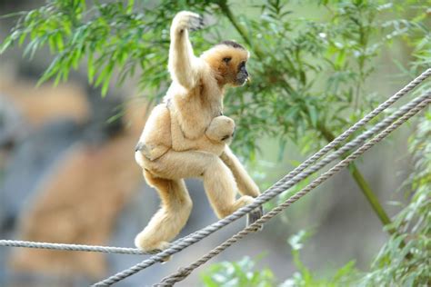 What Is A Gibbon Gibbon SSP