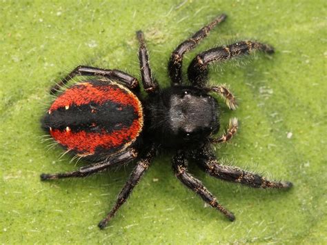 The Red Back Jumping Spider Phidippus Johnsoni
