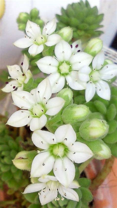 Succulent With Gorgeous Glowing White Flowers Succulent Landscaping