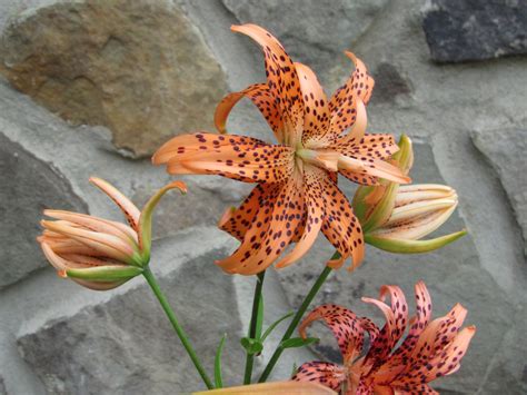Two Orange Flowers With Spots On Them Near A Stone Wall And Some Green