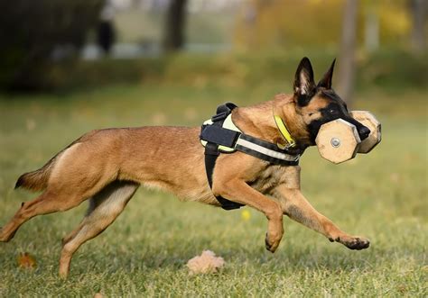 Is the Belgian Malinois the Perfect Dog for You? - Facty