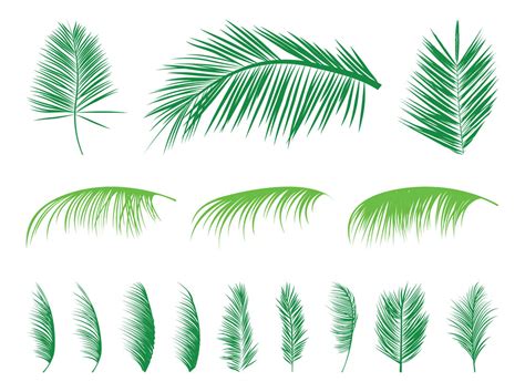 Palm Leaves Silhouettes Set Vector Art And Graphics