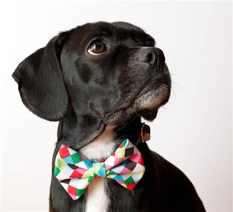 Colorful Cubes Dog Bow Tie Collar
