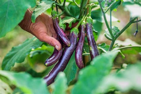 A Farmer Is Harvesting Long Purple Eggplant Vegetables In The Garden A