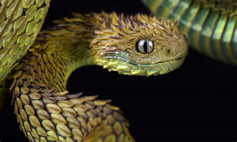 Discover The 10 Weirdest Snakes In The World Imp World