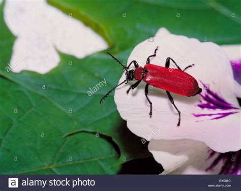 Beetle Scarlet Fire Beetle Wing Pyrochroa Coccinea Blossom Flourish