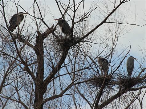 Great Blue Heron Nests Dfw Urban Wildlife