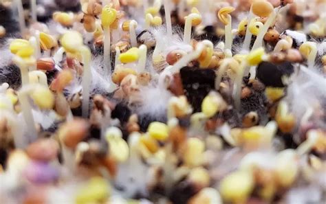 How Do You Remove Mold From Microgreens Plant Hardware