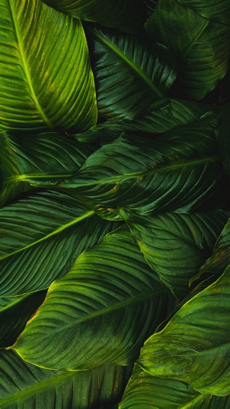 Download Wallpaper 938x1668 Leaves Green Plant Lines