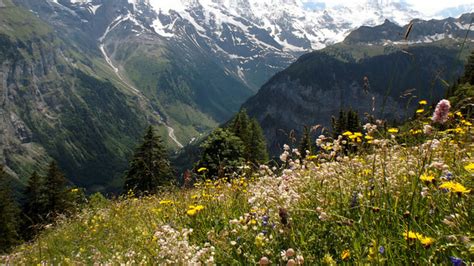 Alpine Flowers Of Switzerland From Asters To Orchids Wanderwisdom
