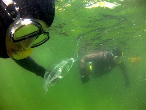 Jellyfish Safe Picture Of Snorkel Alaska Ketchikan Tripadvisor