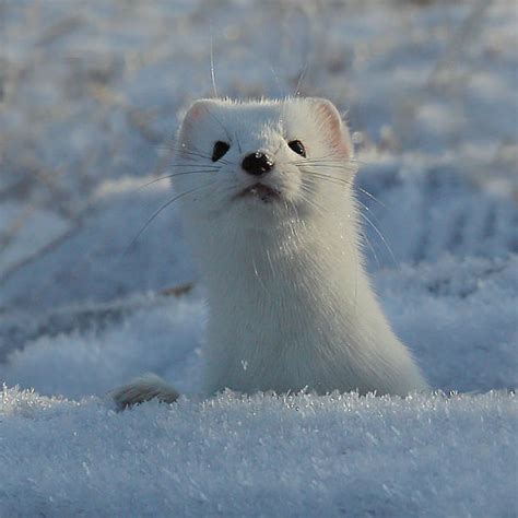 860 Snow Weasel Stock Photos Pictures And Royalty Free Images Istock