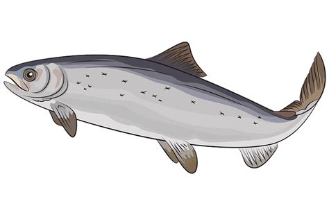 Atlantic Salmon Salmo Salar Clipart Free Download Transparent Png