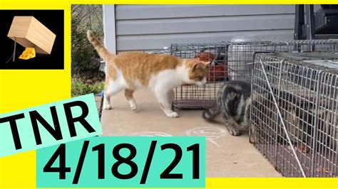 Trapping Feral Cats Tnr Trap Neuter Return Wv 41821 Youtube