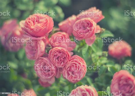 Beautiful Pink Rose With Blur Background Stock Photo Download Image
