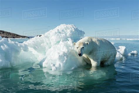 Canada Nunavut Territory Polar Bear Ursus Maritimus Climbing Onto