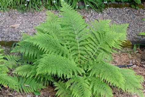 35 Types Of Fern To Freshen Up Your Home Or Garden