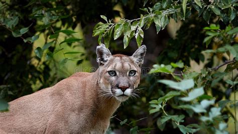 Portrait Of Beautiful Puma Cougar Mountain Lion Puma Panther