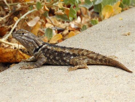 Spiny Lizard Sceloporus Magister 15 Sonoran Desert Reptiles