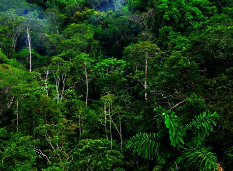 Jungle Forest Hd Wallpaper Wallpapers Desktop Wallpaper Amazon Rainforest Wallpaper Hd
