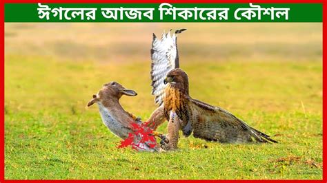 Top 10 Eagle Attacks Rabbit Amazing Eagle Attacks On Camera Best