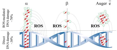 Ijms Free Full Text Targeted Radionuclide Therapy Of Human Tumors