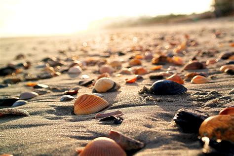 Seashells Myrtle Beach South Carolina Photograph By Tesa Nicolanti