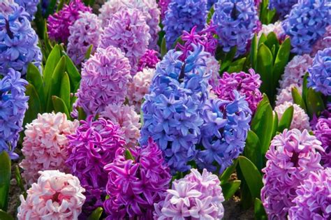 6 Popular Flowers For Easter Avas Flowers