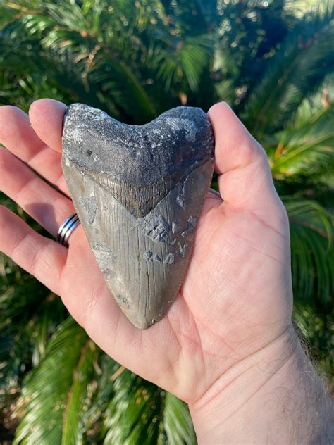 421 Inch Megalodon Tooth The Shark Tooth Company