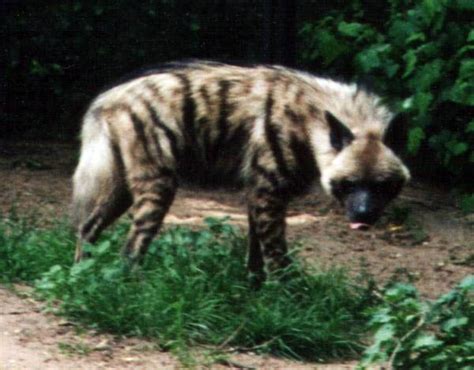 Hiena Listrada Striped Hyena Hyaena Hyaena Brown Hyena